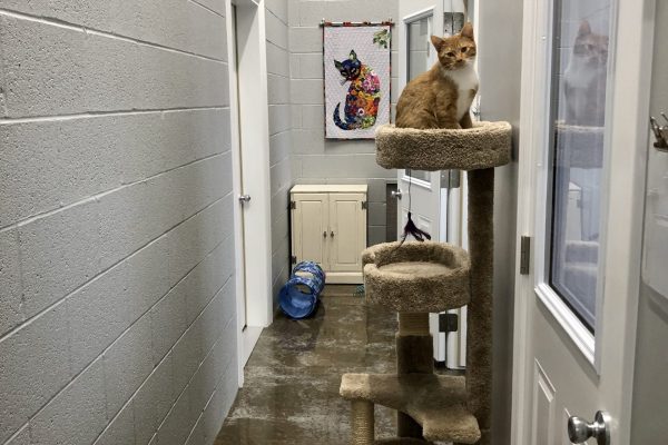3 private cat boarding rooms with a corridor for individual play time.
